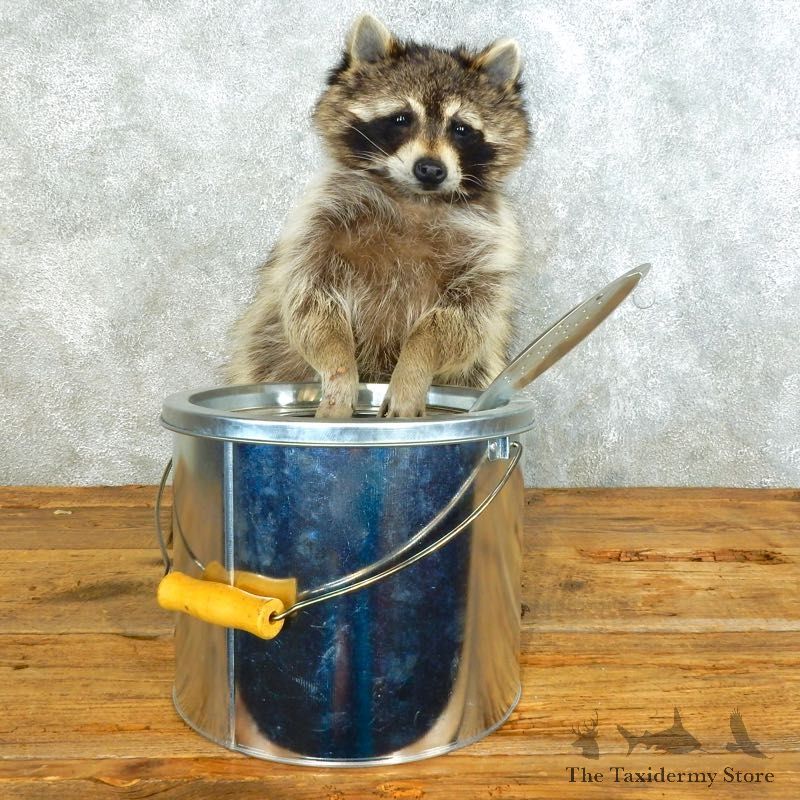 Raccoon Life-Size Mount For Sale #18499 @ The Taxidermy Store