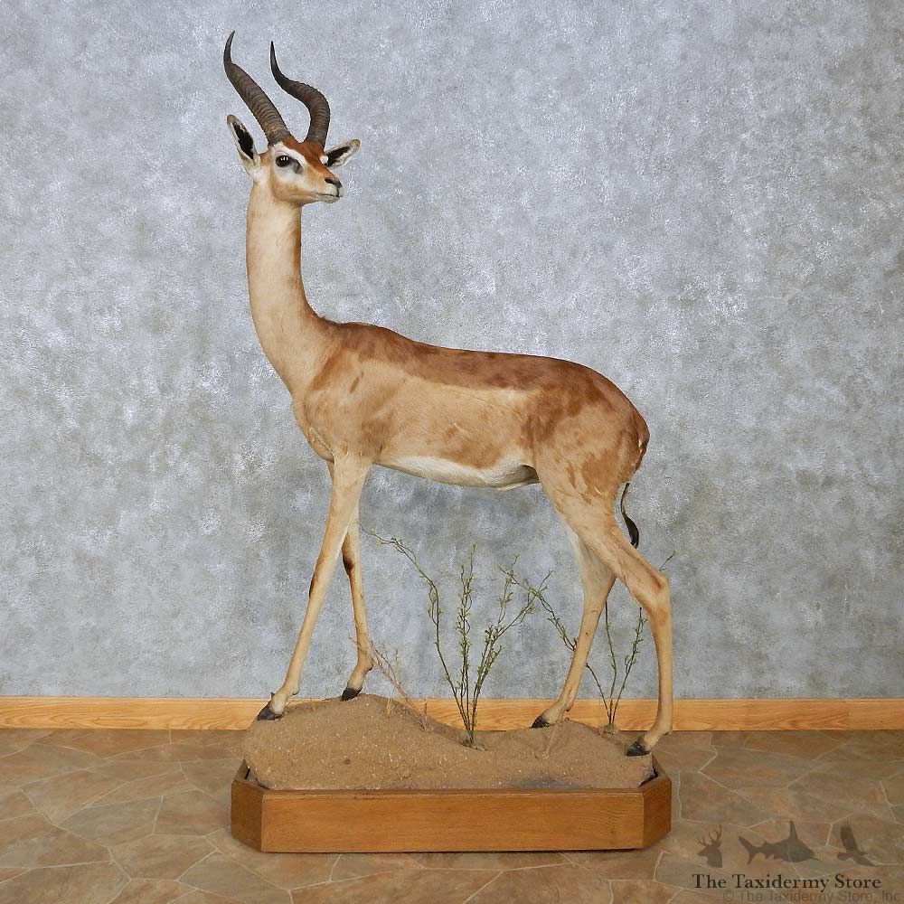 Southern Gerenuk Life-Size Mount For Sale #15086 @ The Taxidermy Store