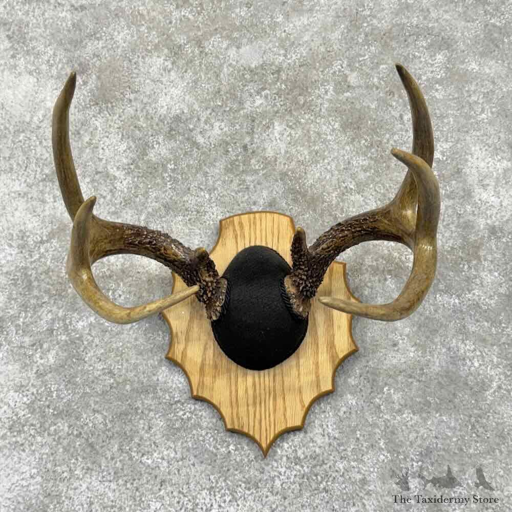 Whitetail Deer Antler Plaque Mount For Sale #31675 @ The Taxidermy Store