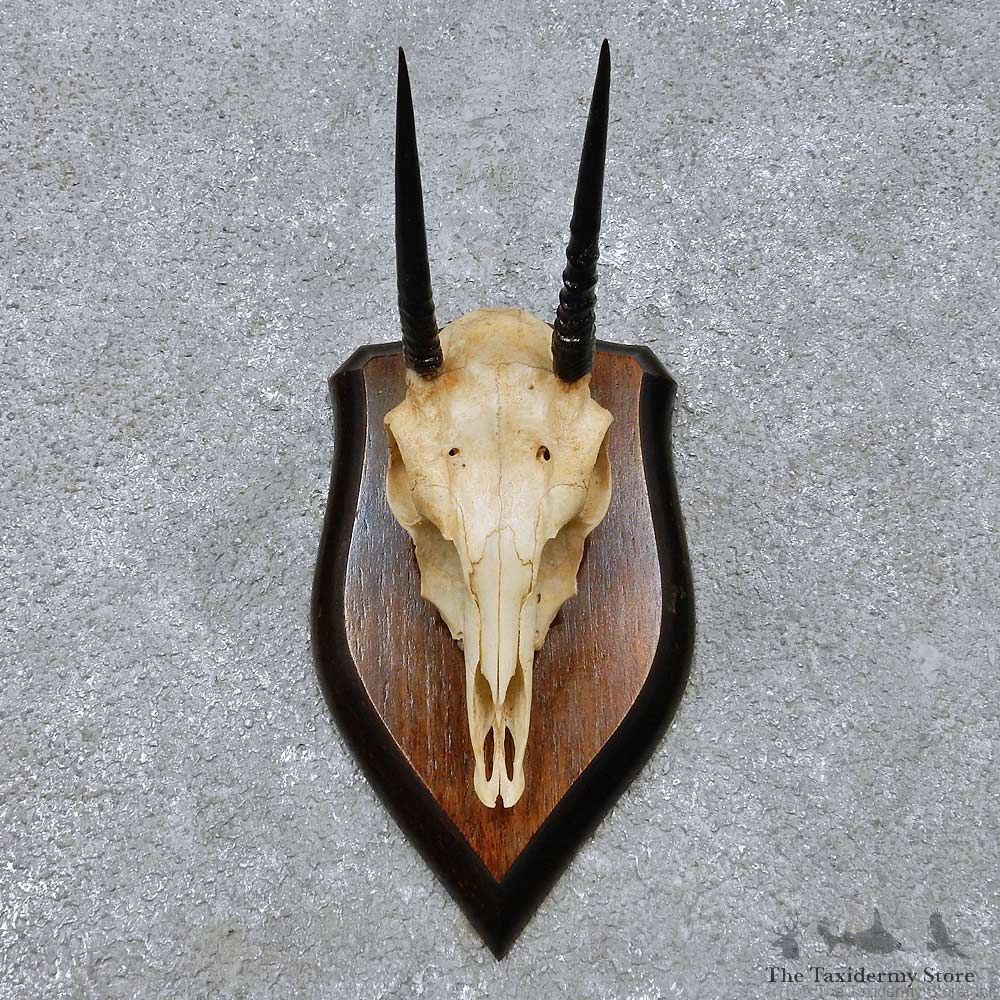 Oribi Skull & Antler European Mount For Sale #14515 @ The Taxidermy Store