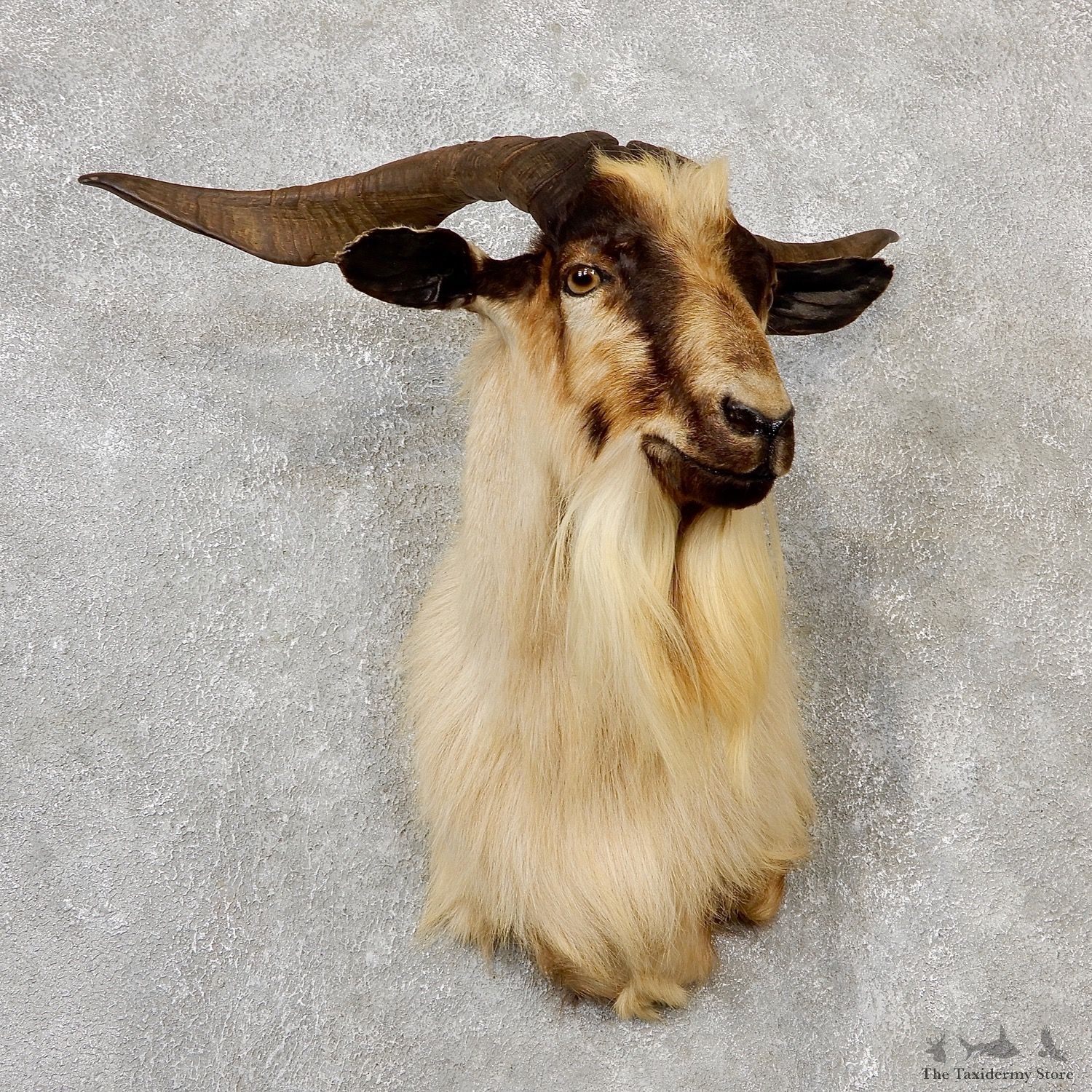 Feral Goat Shoulder Mount For Sale #19097 @ The Taxidermy Store
