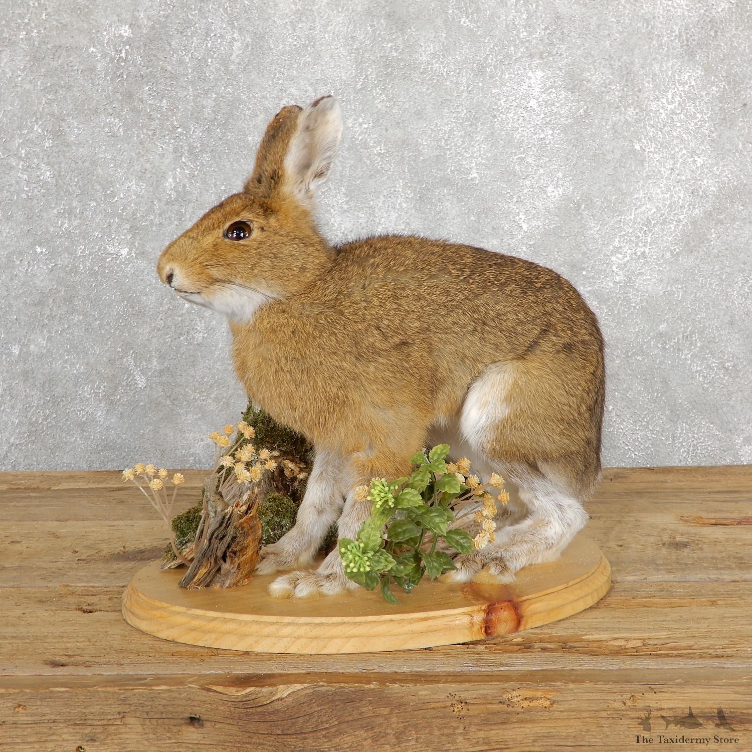 Snowshoe Hare Rabbit Mount #19697 For Sale @ The Taxidermy Store