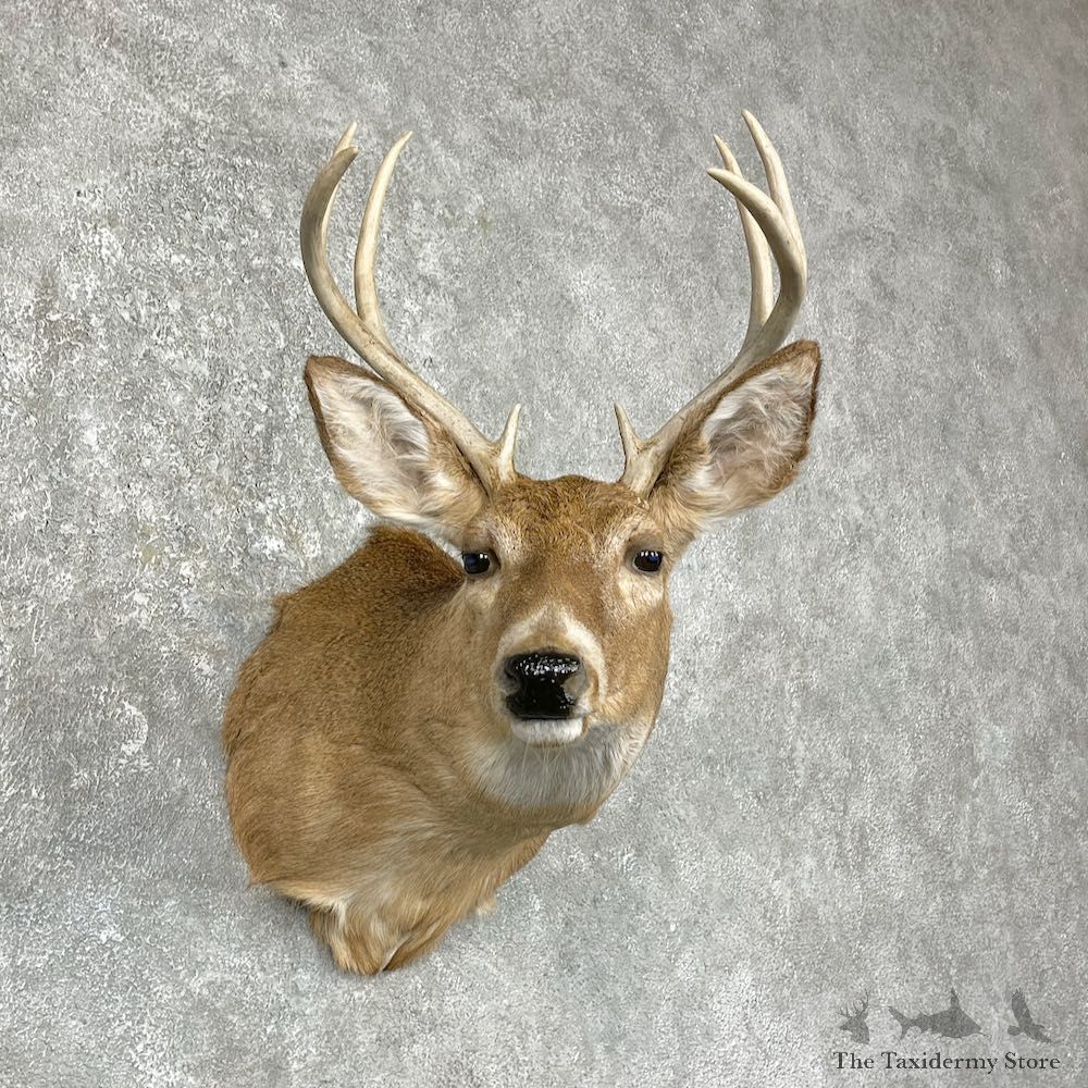 Whitetail Deer Taxidermy Shoulder Mount For Sale #25305 @ The Taxidermy Store