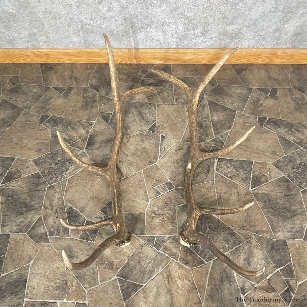 Elk Antler Craft Pack For Sale #25098 @ The Taxidermy Store