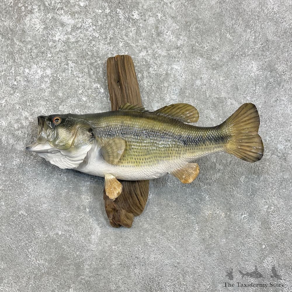 Largemouth Bass Fish Mount For Sale #27951 @ The Taxidermy Store