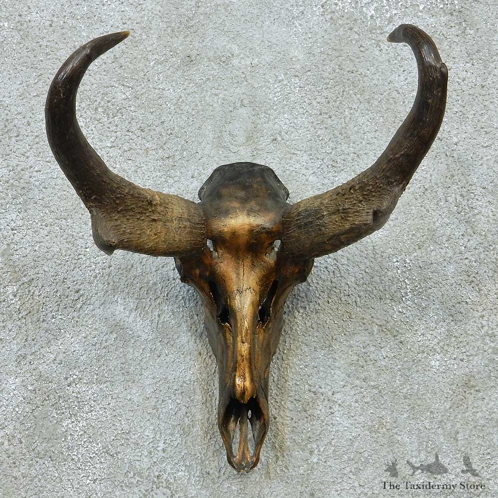 Pronghorn Skull & Horns European Mount #13582 For Sale @ The Taxidermy Store