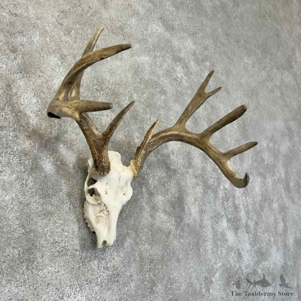 Whitetail Deer Skull European Mount For Sale #30529 @ The Taxidermy Store