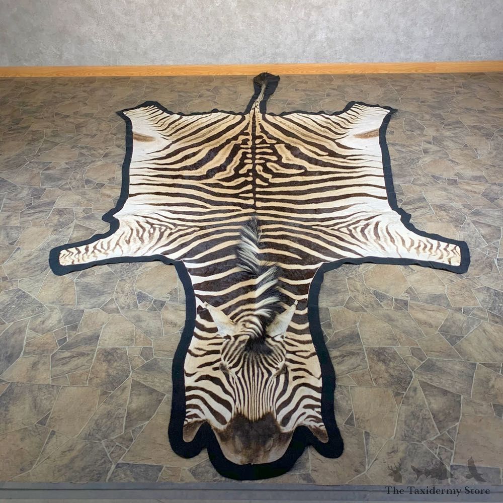 African Zebra Full-Size Taxidermy Rug For Sale #23998 @ The Taxidermy Store