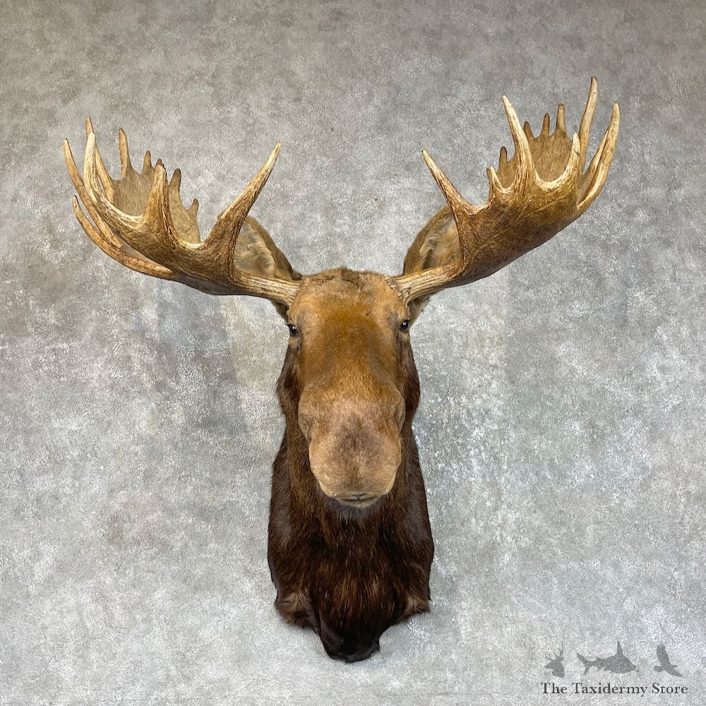 Canadian Moose Shoulder Mount For Sale #25717 @ The Taxidermy Store
