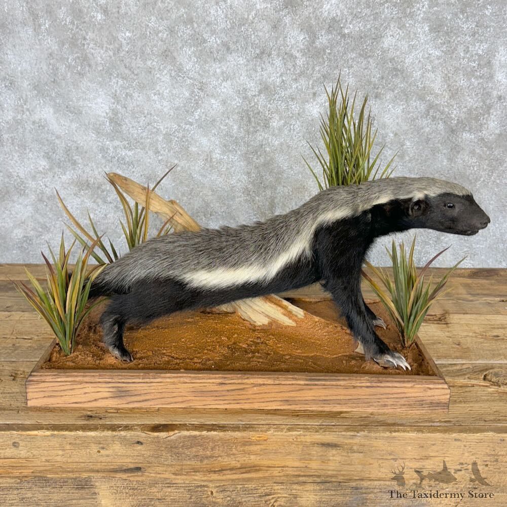 Honey Badger Life-Size Mount For Sale #28960 @ The Taxidermy Store