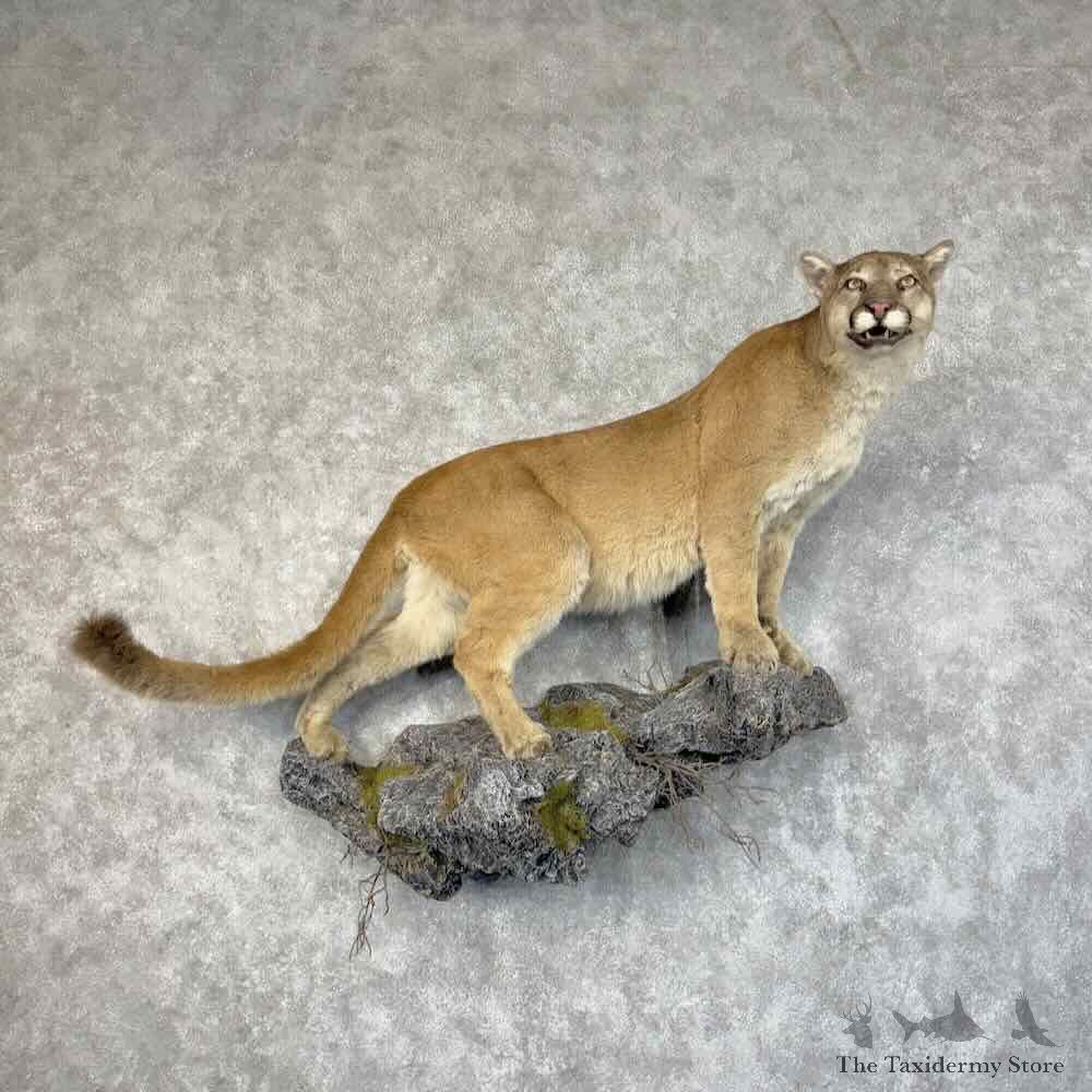 Mountain Lion Cougar Life-Size Mount For Sale #31220 @ The Taxidermy Store