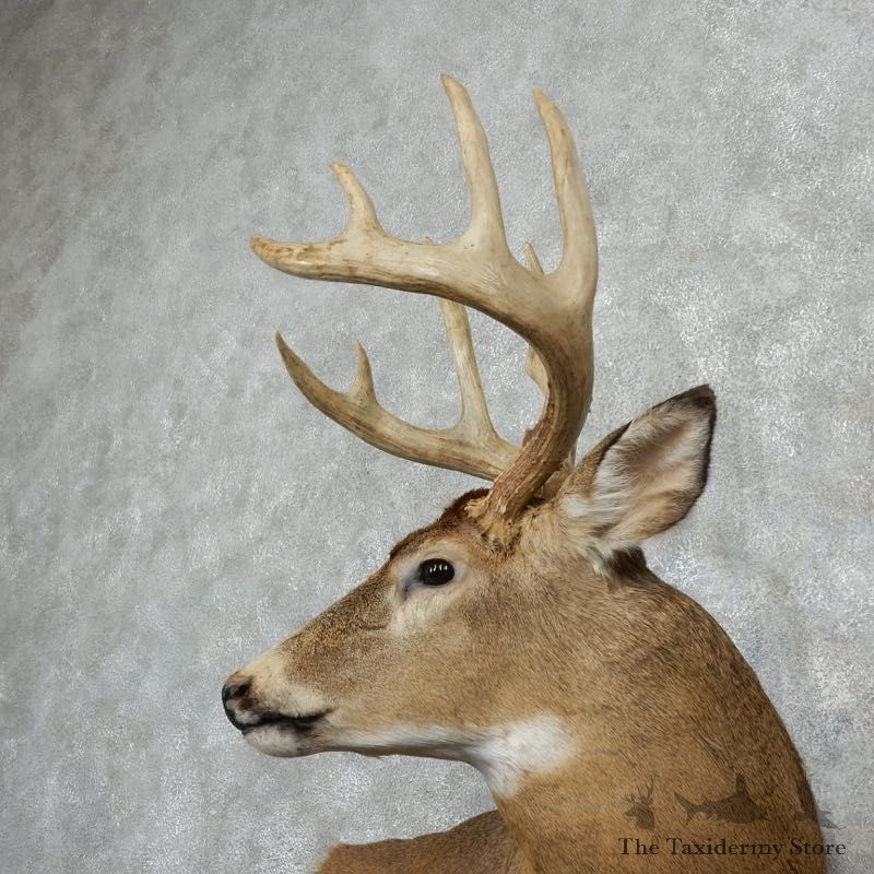 Whitetail Deer Shoulder Mount For Sale #18099 @ The Taxidermy Store
