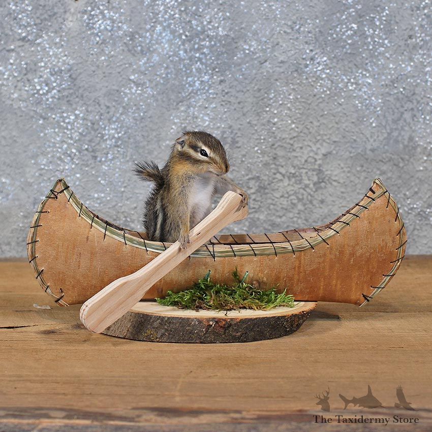Novelty Canoe Chipmunk Mount #11899 For Sale @ The Taxidermy Store