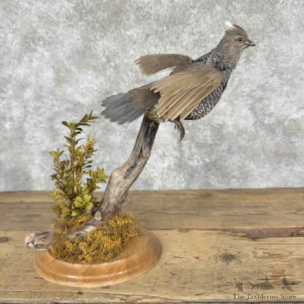 Scaled Quail Bird Mount For Sale #32037 @ The Taxidermy Store