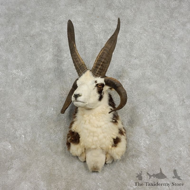 Jacob’s Four Horn Taxidermy Mount For Sale #17313@ The Taxidermy Store