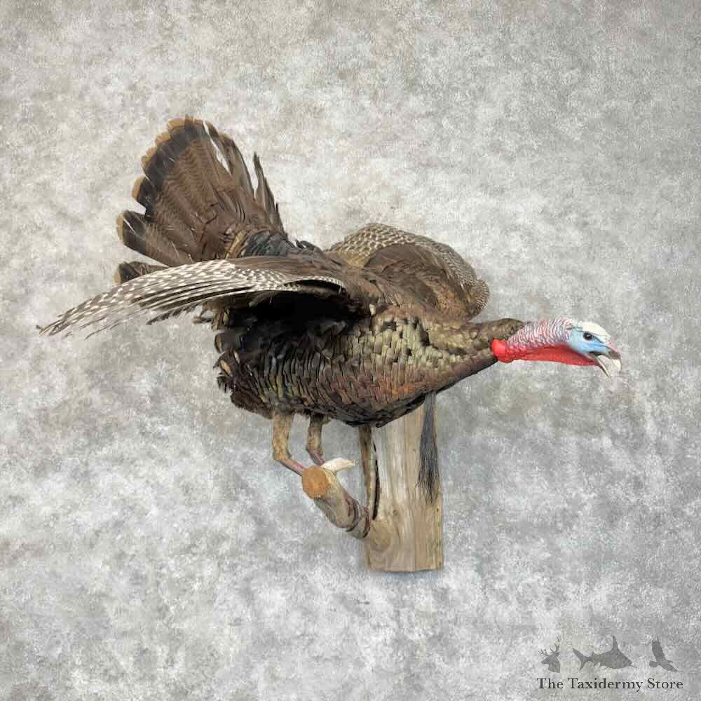 Eastern Turkey Bird Mount For Sale #30492 @ The Taxidermy Store