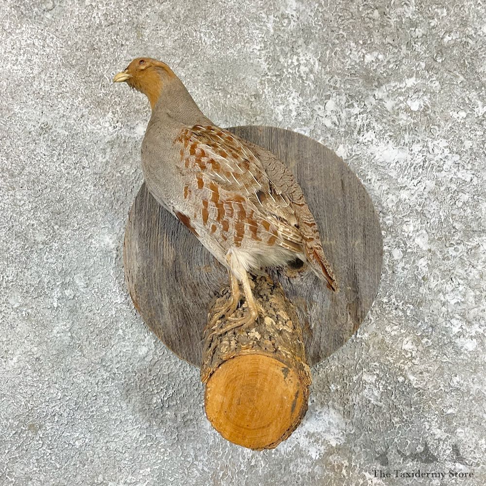 Hungarian Grey Partridge Taxidermy Mount For Sale #26582 @ The Taxidermy Store
