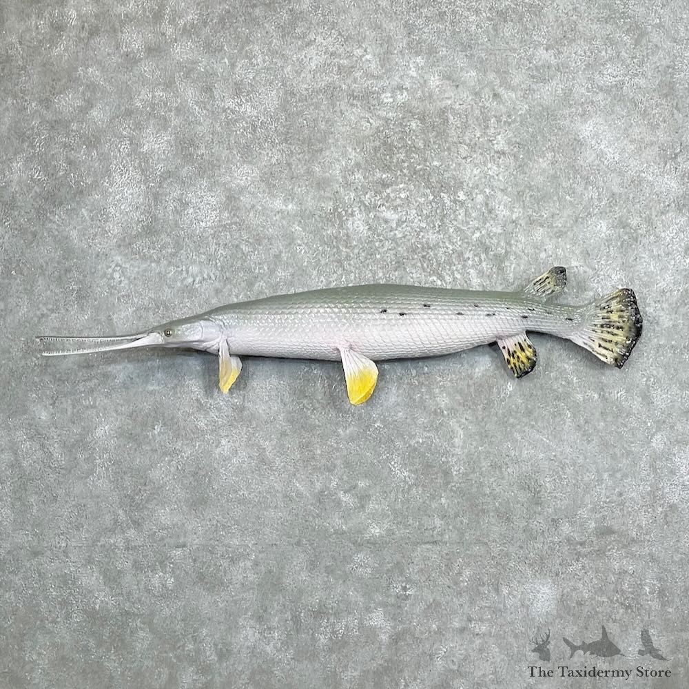 Longnose Gar Fish Mount For Sale #27430 @ The Taxidermy Store