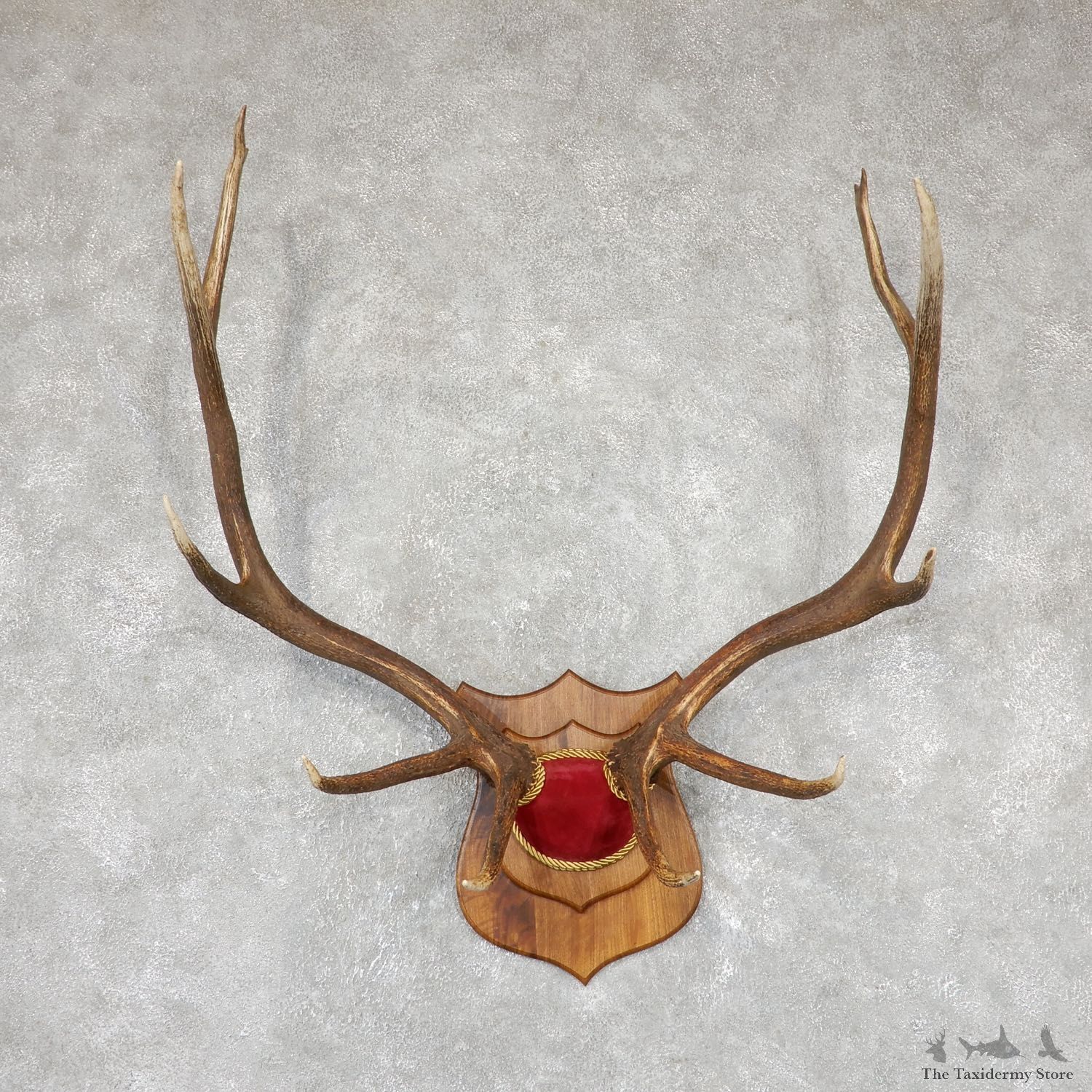 Rocky Mountain Elk Plaque Mount For Sale #19504 @ The Taxidermy Store