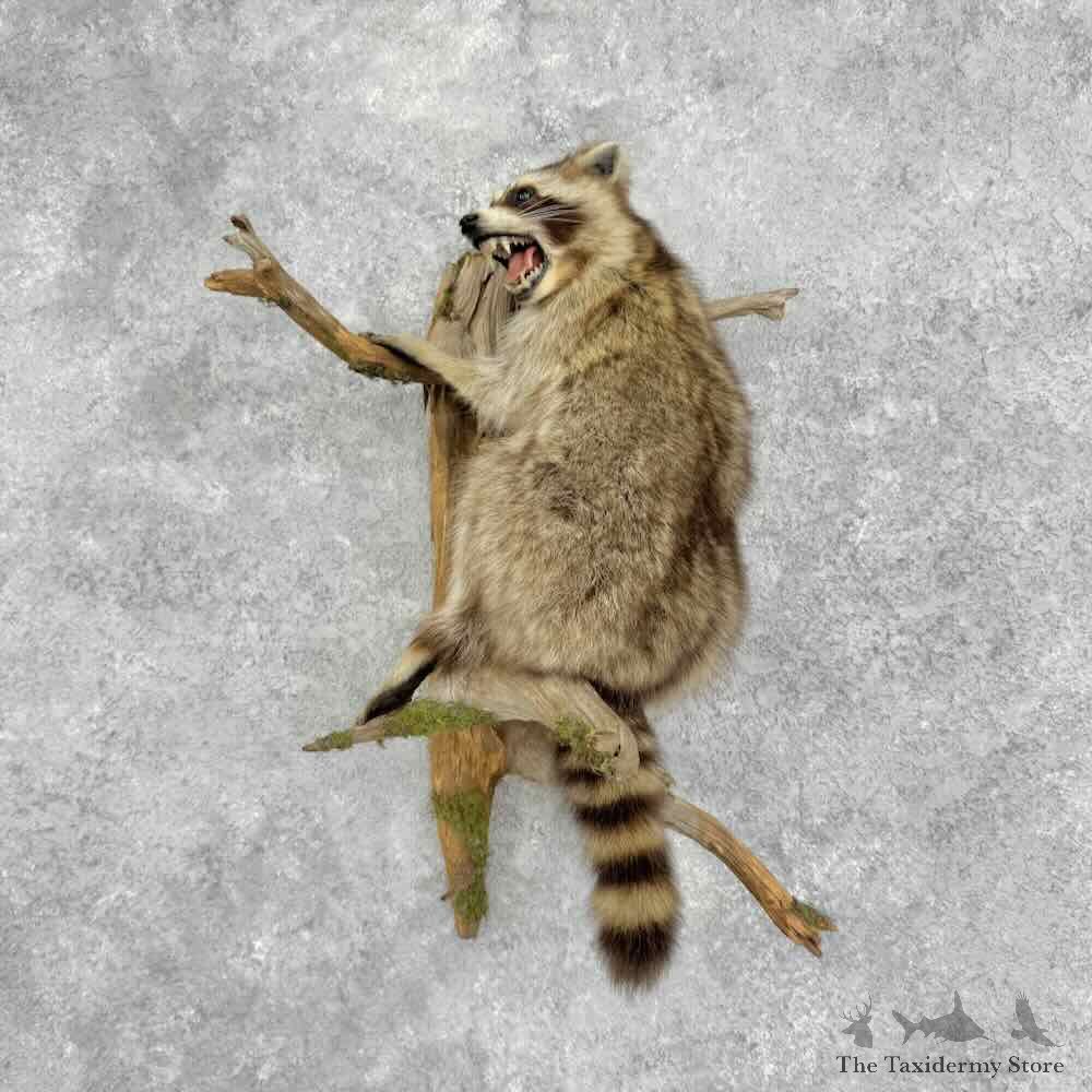 Raccoon Life Size Mount For Sale #32378 @ The Taxidermy Store