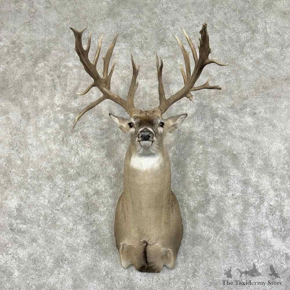 Texas Whitetail Deer Shoulder Mount For Sale #31168 @ The Taxidermy Store