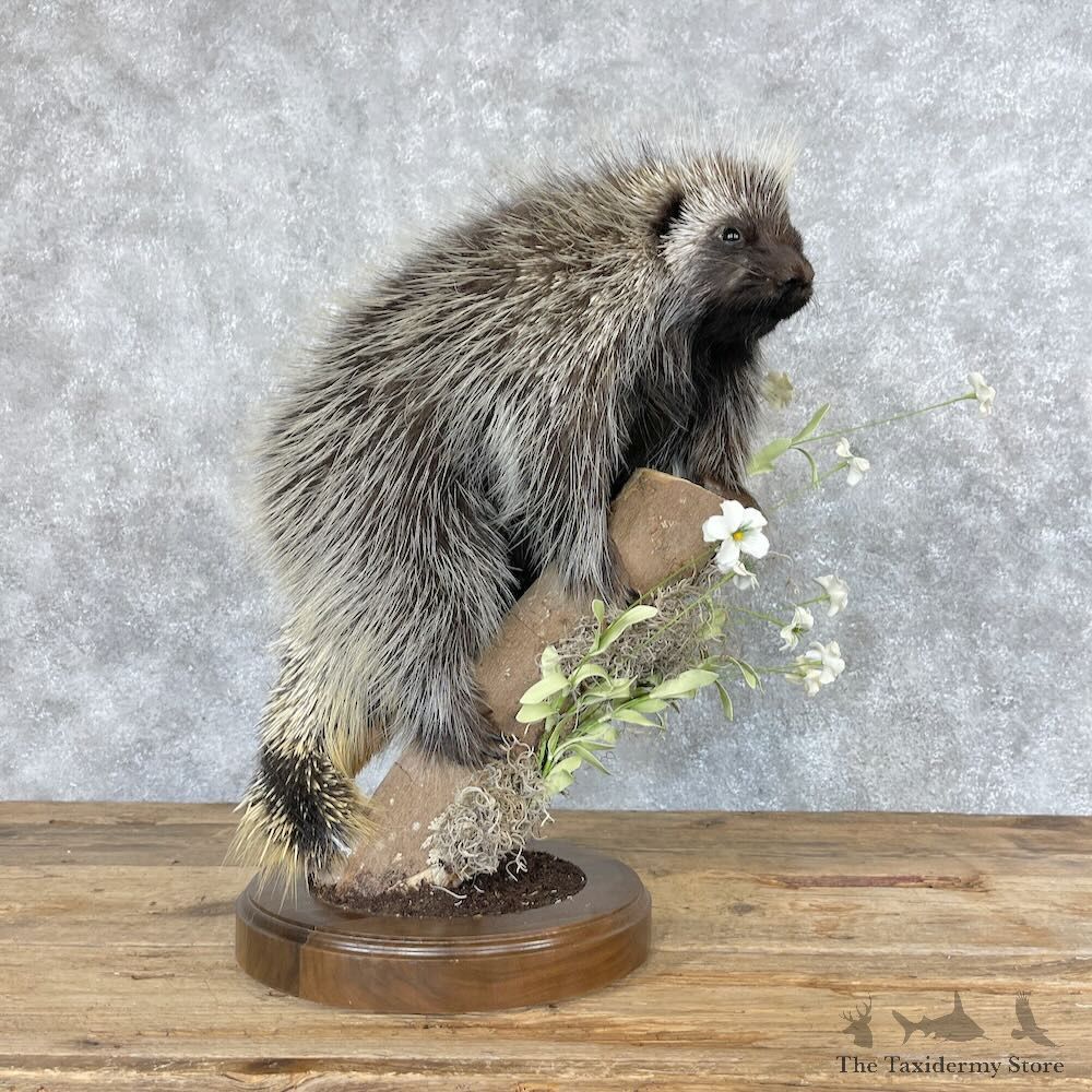 Porcupine Life-Size Mount For Sale #28677 - The Taxidermy Store