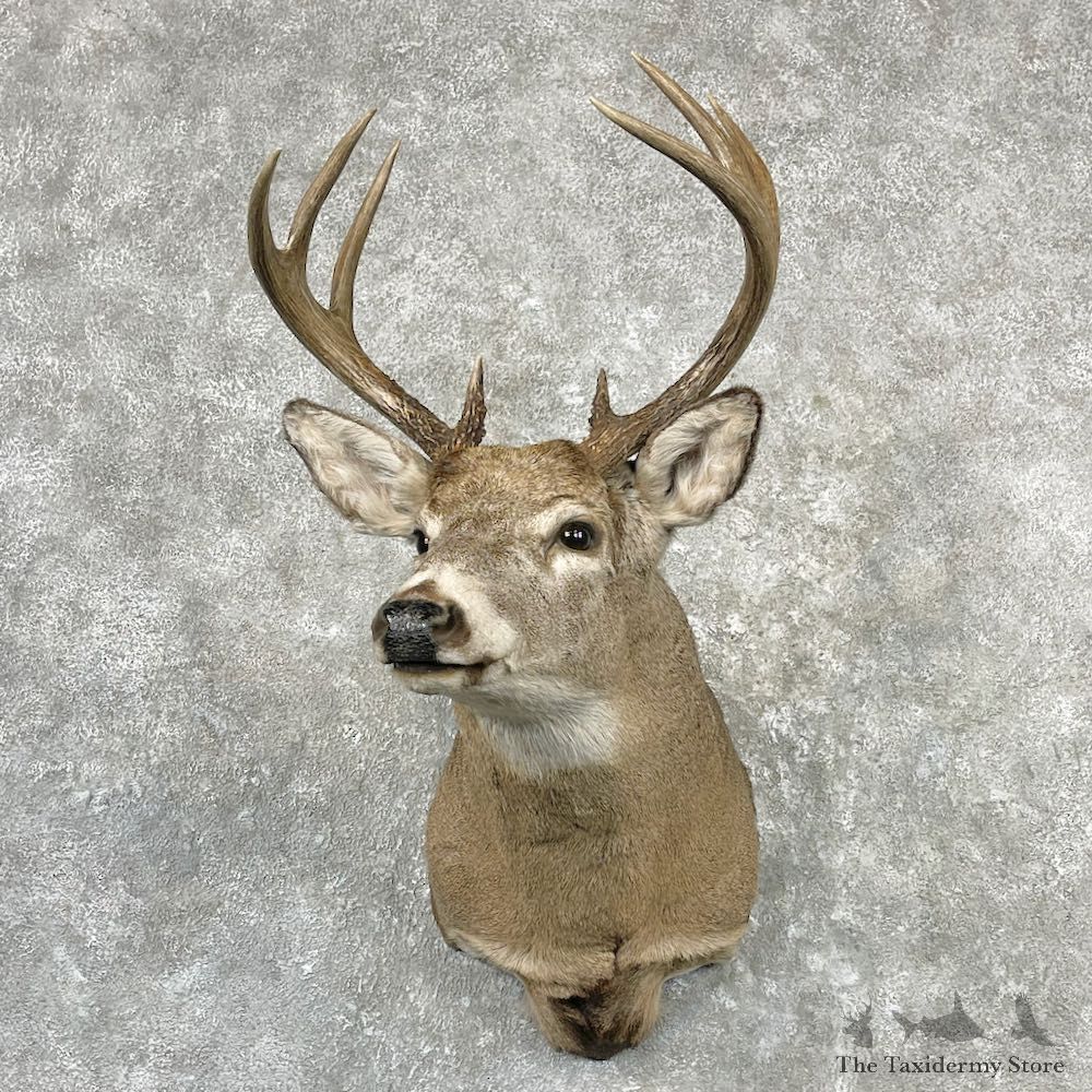 Whitetail Deer Shoulder Mount For Sale #27090 - The Taxidermy Store