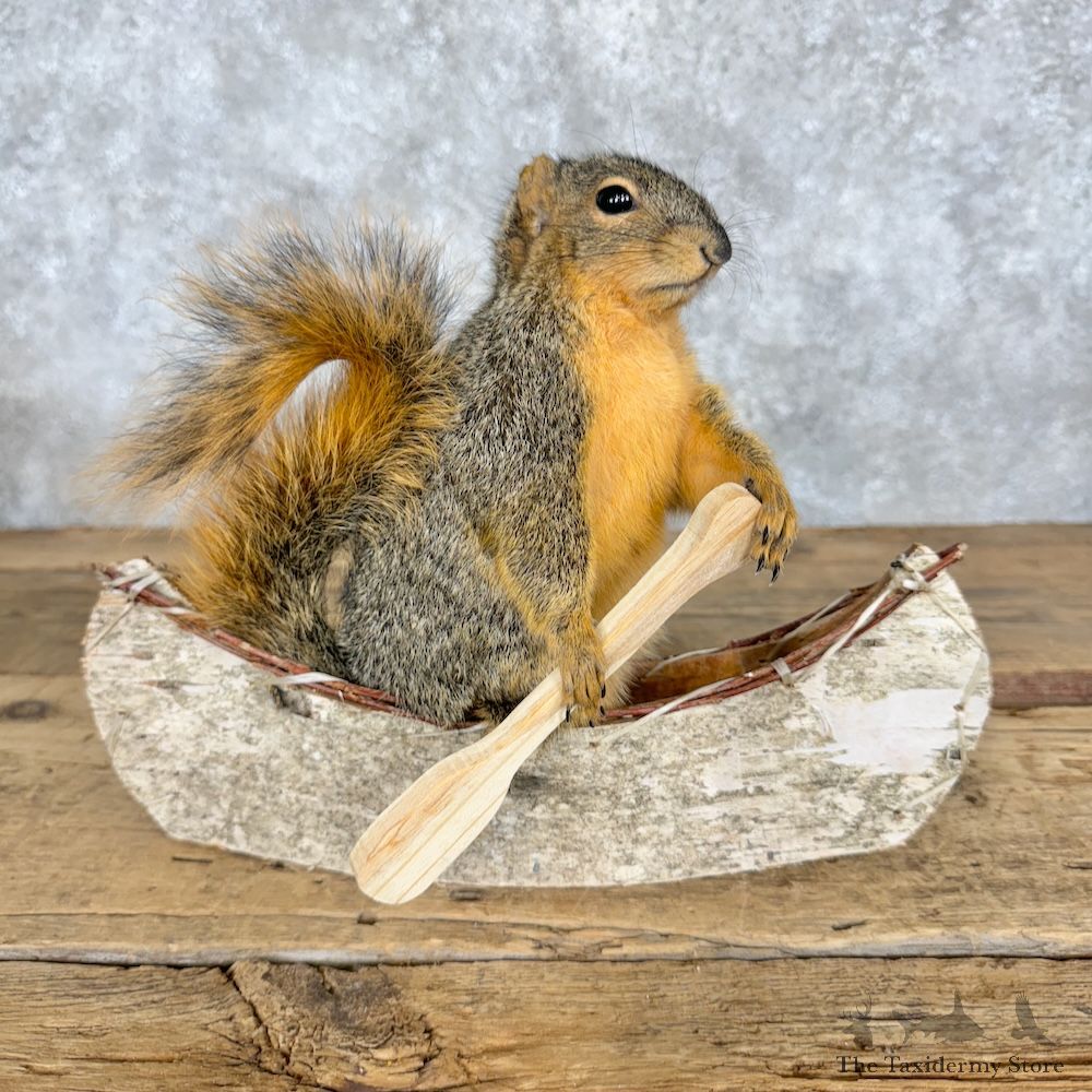 Canoe Fox Squirrel Novelty Mount For Sale #29501 @ The Taxidermy Store