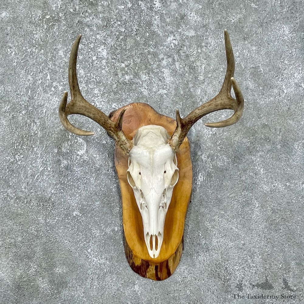 Whitetail Deer Skull European Mount For Sale #25598 @ The Taxidermy Store