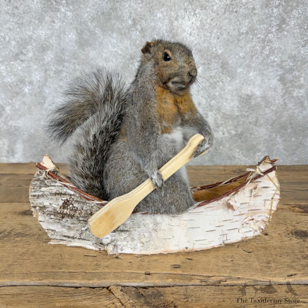 Canoe Squirrel Novelty Mount For Sale #29497 @ The Taxidermy Store