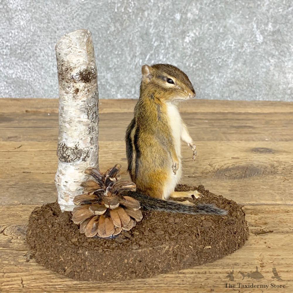 Chipmunk Life-Size Mount For Sale #22444 @ The Taxidermy Store