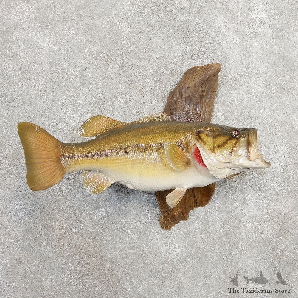 Largemouth Bass Fish Mount For Sale #20920 @ The Taxidermy Store