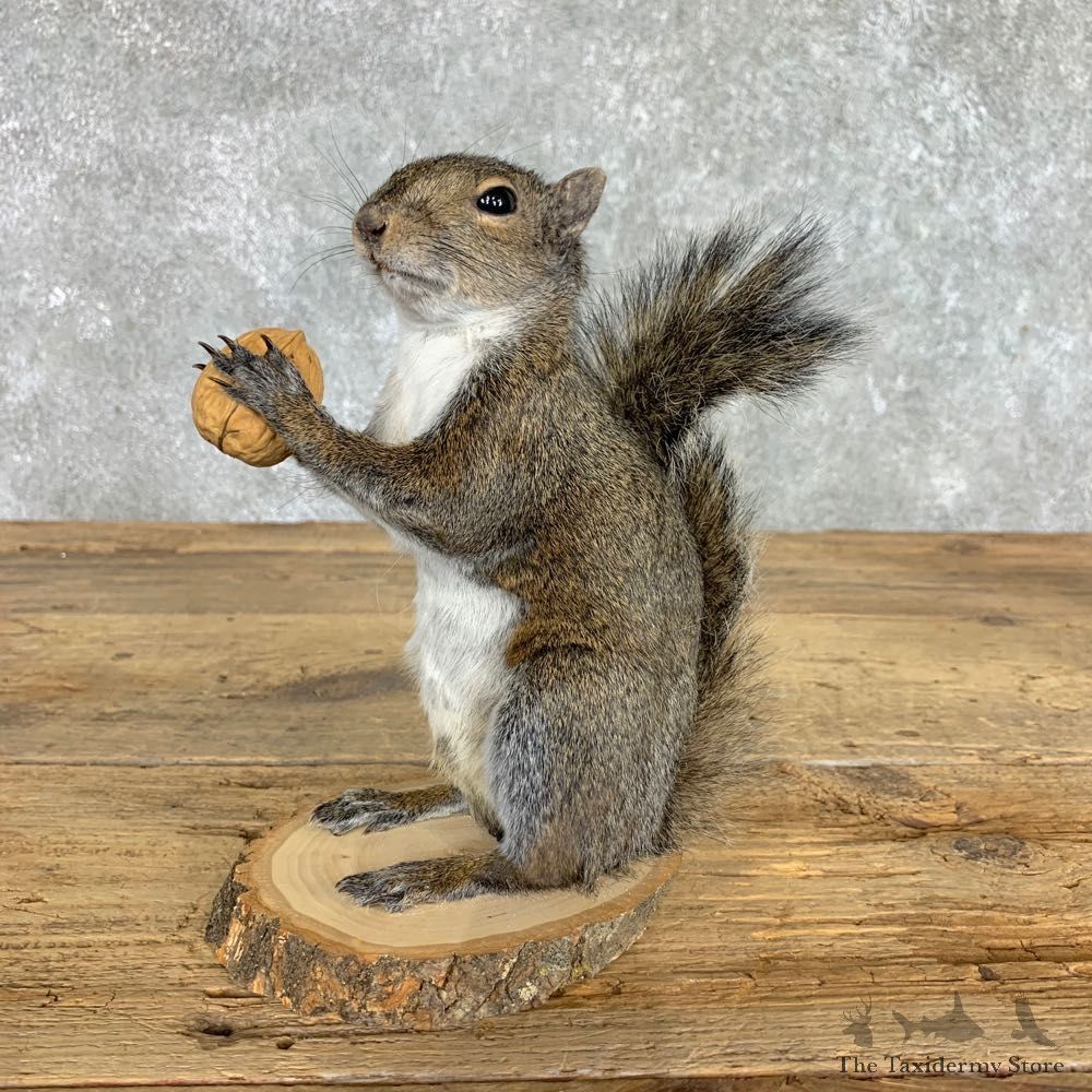 Grey Squirrel Life-Size Mount For Sale #22412 @ The Taxidermy Store