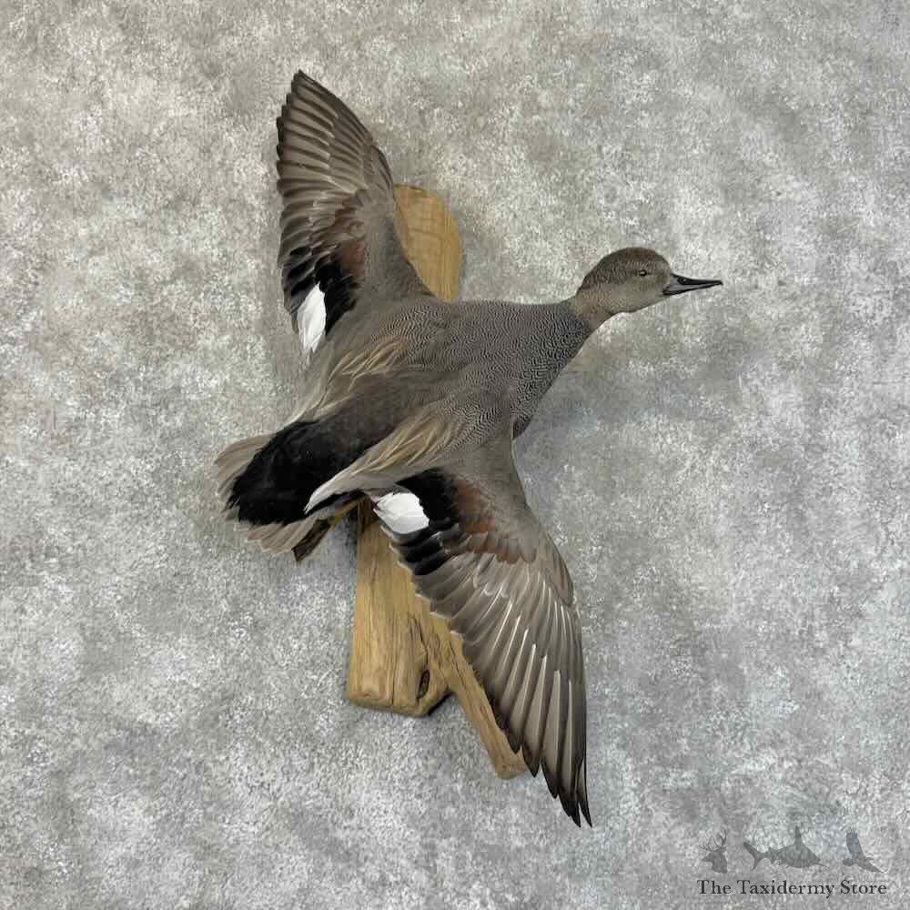 Gadwall Duck Bird Mount For Sale #31251 @ The Taxidermy Store