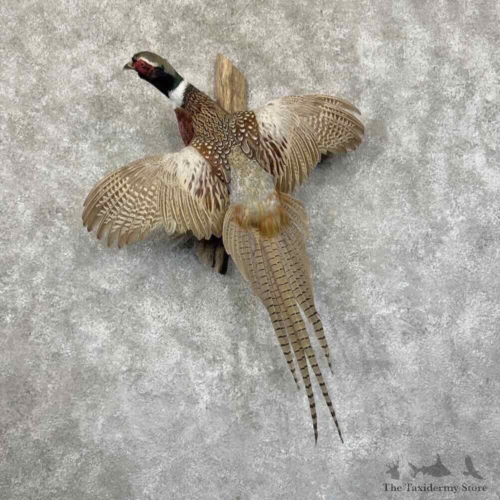 Ringneck Pheasant Bird Mount For Sale #31156 @ The Taxidermy Store