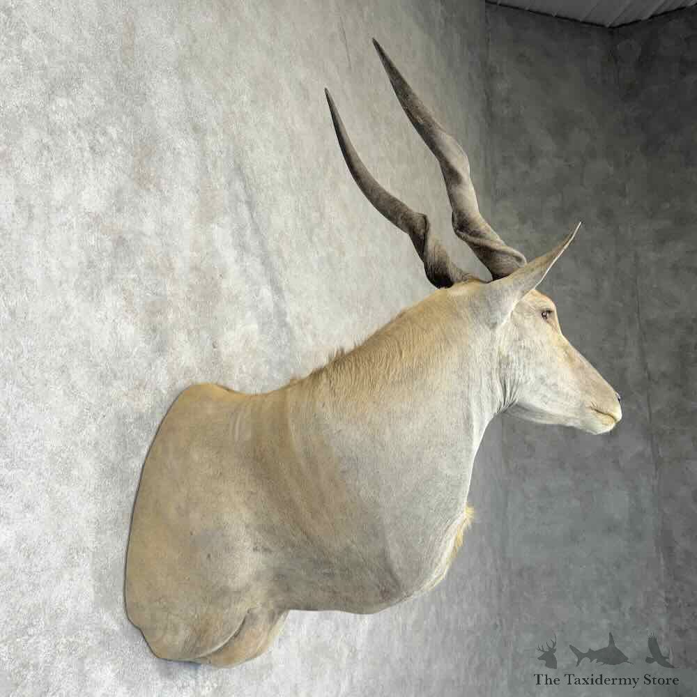 Common Cape Eland Shoulder Mount For Sale #30425 @ The Taxidermy Store