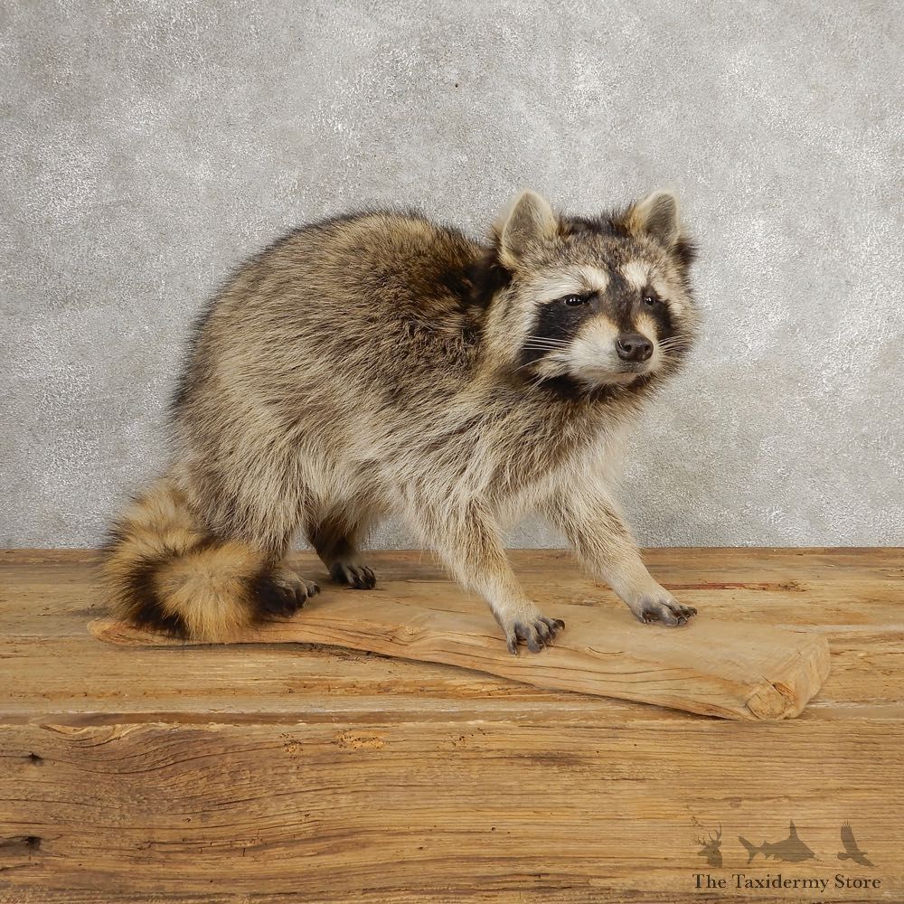 Raccoon Life-Size Mount For Sale #21055 @ The Taxidermy Store