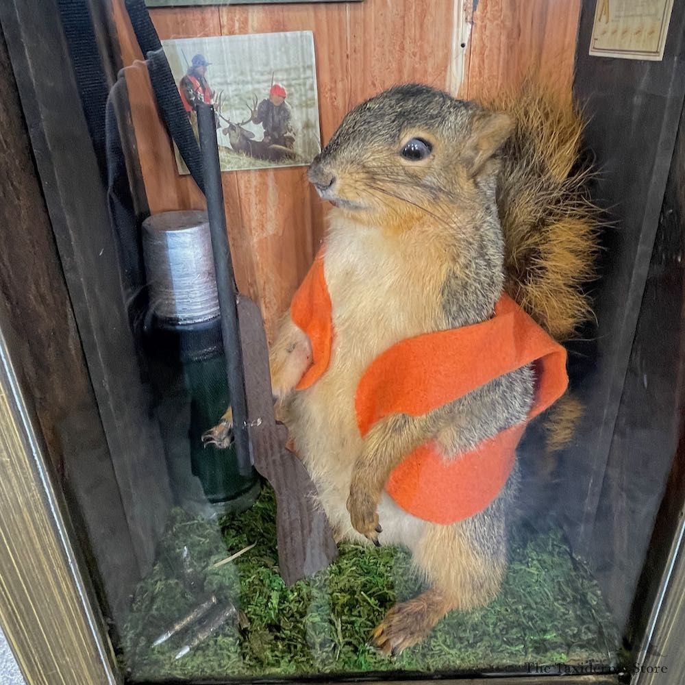 Novelty Fox Squirrel For Sale #25447 @ The Taxidermy Store