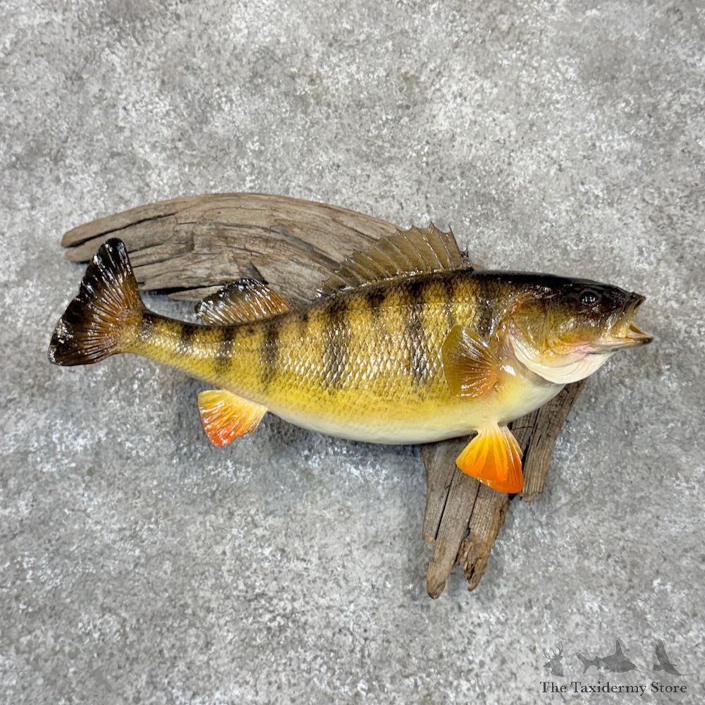 Yellow Perch Fish Mount For Sale #29916 @ The Taxidermy Store