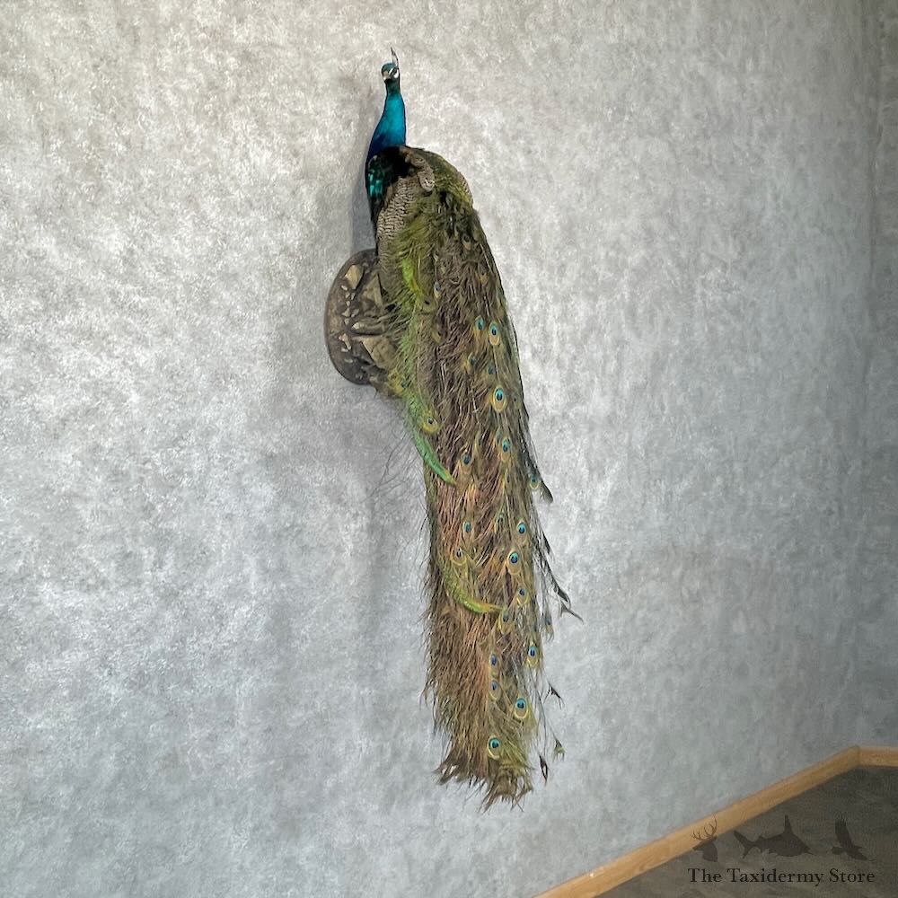 Blue Indian Peacock Bird Mount For Sale #28754 @ The Taxidermy Store