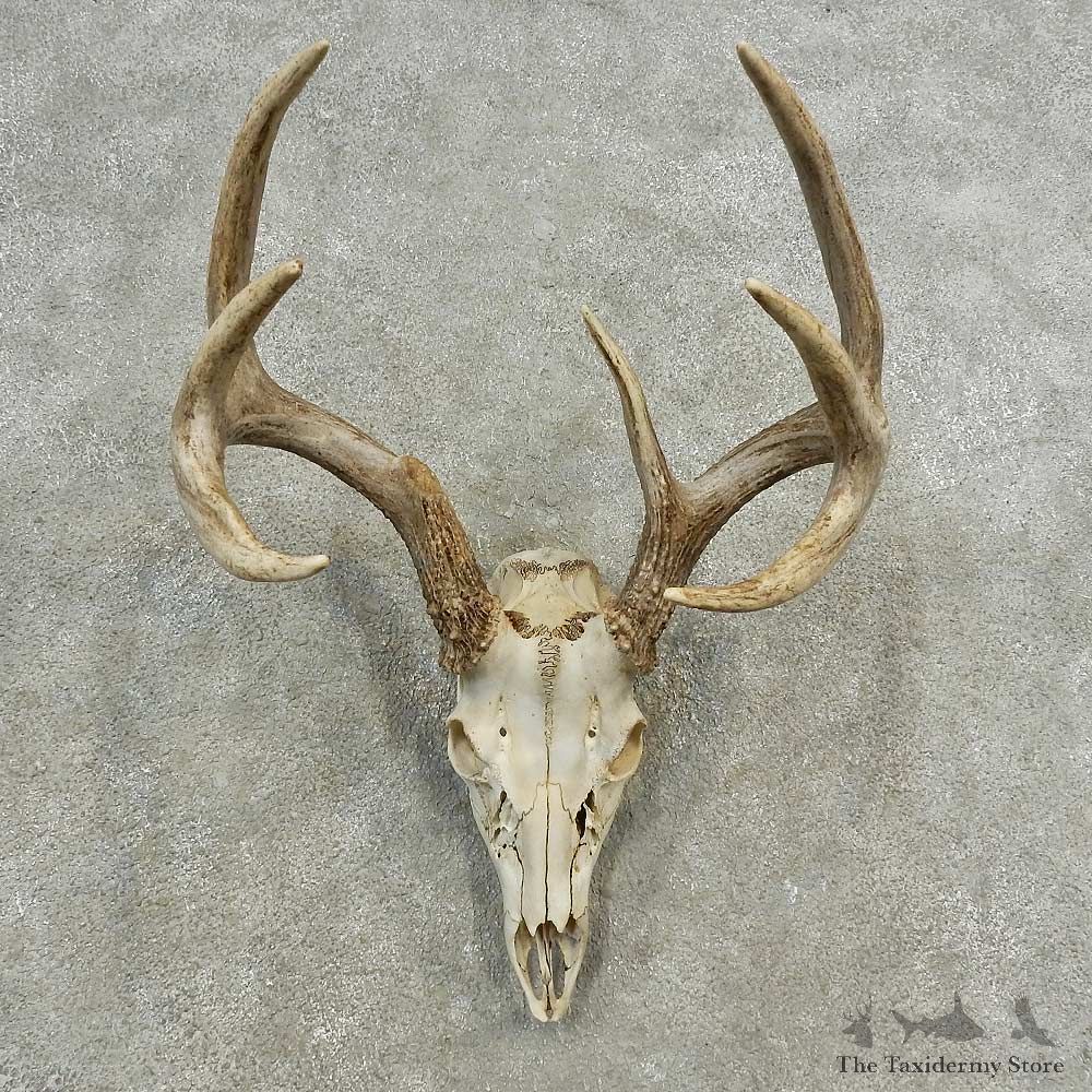 Whitetail Deer Skull European Mount For Sale #16894 @ The Taxidermy Store