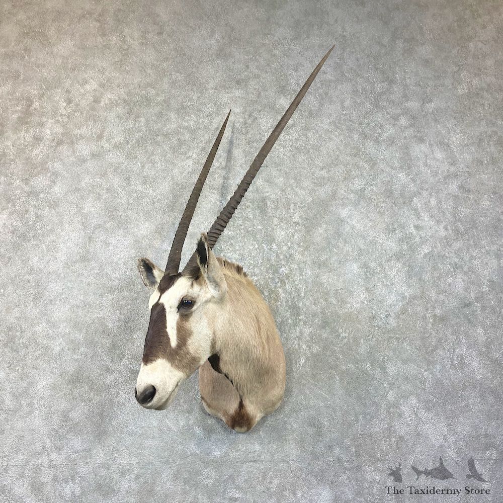 Gemsbok Oryx Shoulder Mount For Sale #26042 @ The Taxidermy Store