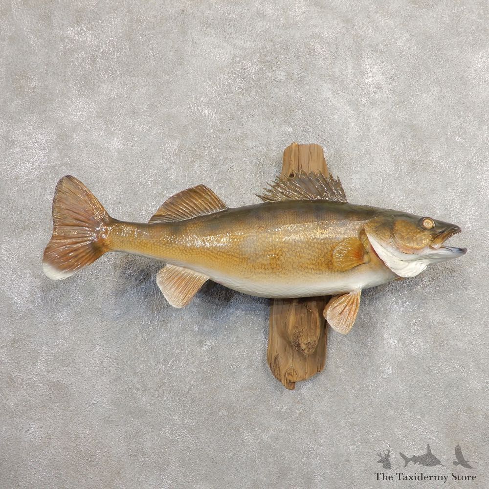 Walleye Taxidermy Fish Mount #20872 For Sale @ The Taxidermy Store
