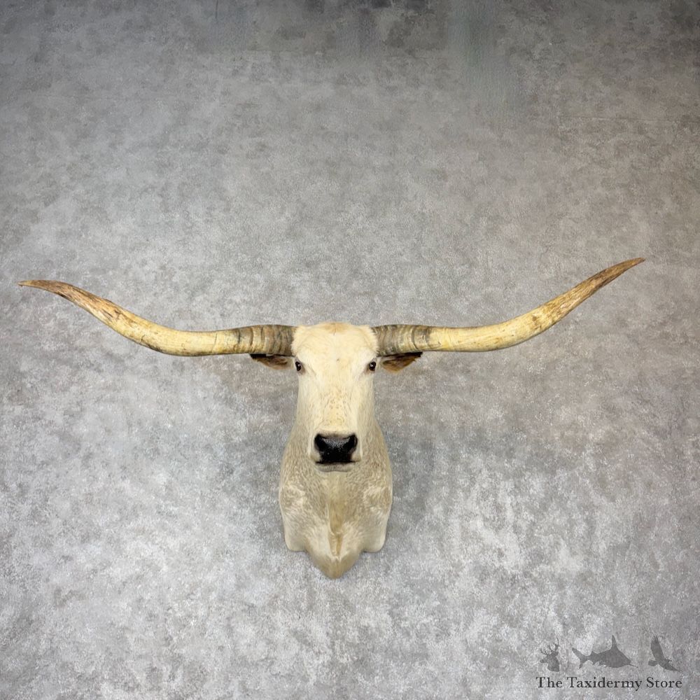 Longhorn Steer Shoulder Mount For Sale #30146 @ The Taxidermy Store
