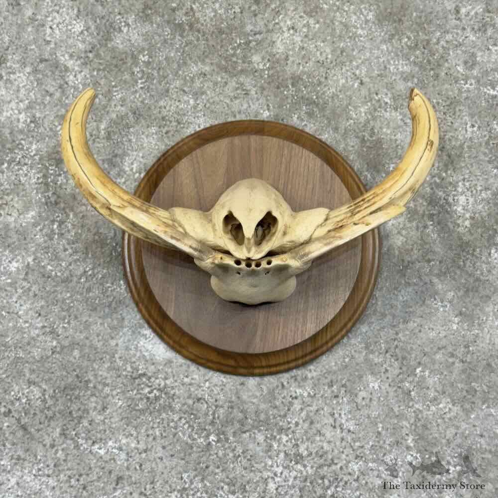 Warthog Tusk Plaque Display For Sale #30923 @ The Taxidermy Store