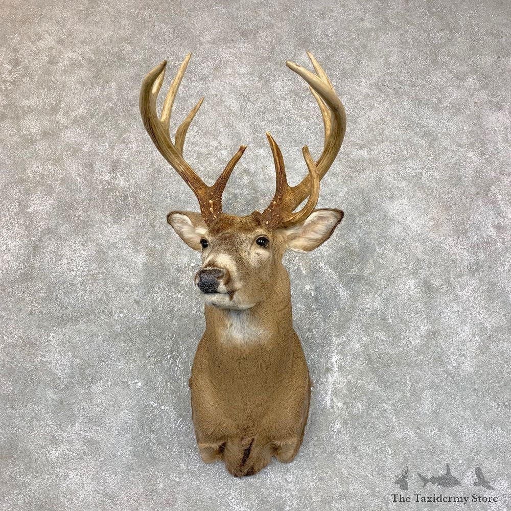 Whitetail Deer Shoulder Mount #23825 For Sale - The Taxidermy Store