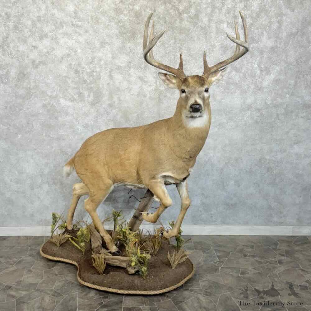 Whitetail Deer Life-Size Mount For Sale #30733 @ The Taxidermy Store