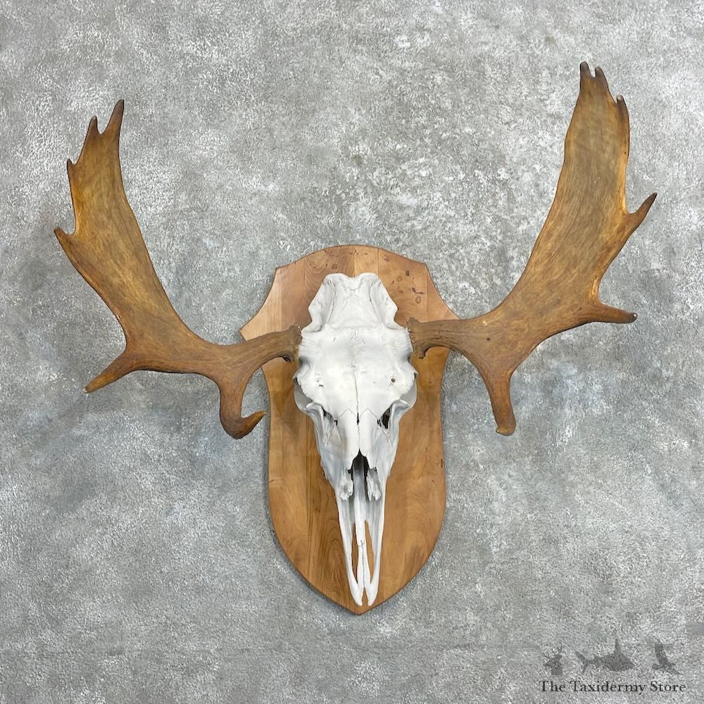 Moose Skull European Mount For Sale #27347 @ The Taxidermy Store