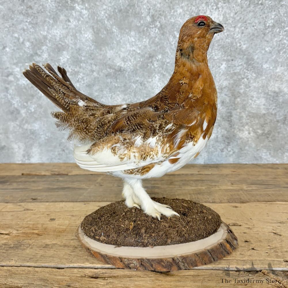 Willow Ptarmigan Mount For Sale #29126 @ The Taxidermy Store