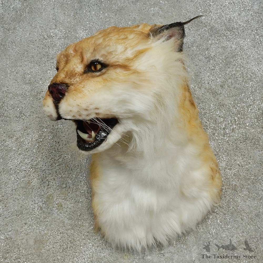 Reproduction Eurasian Lynx Shoulder Mount For Sale #16610 @ The Taxidermy Store